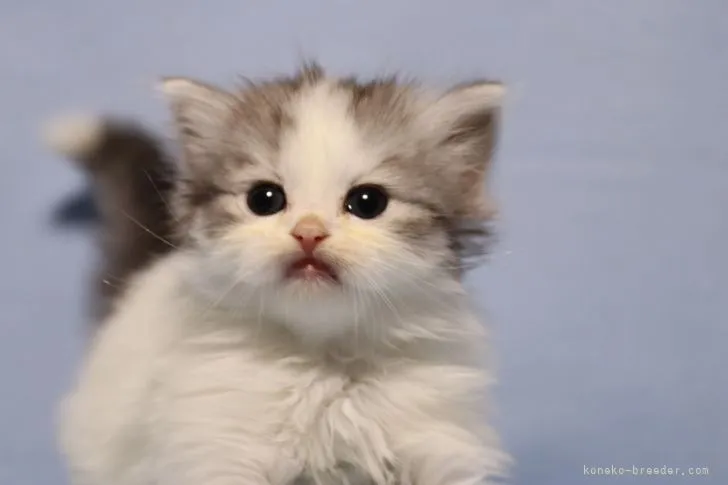ID:2203-00670の子猫