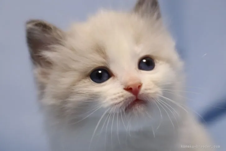 ID:2204-01934の子猫