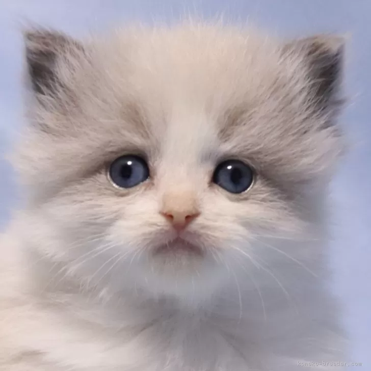 ID:2405-00245の子猫
