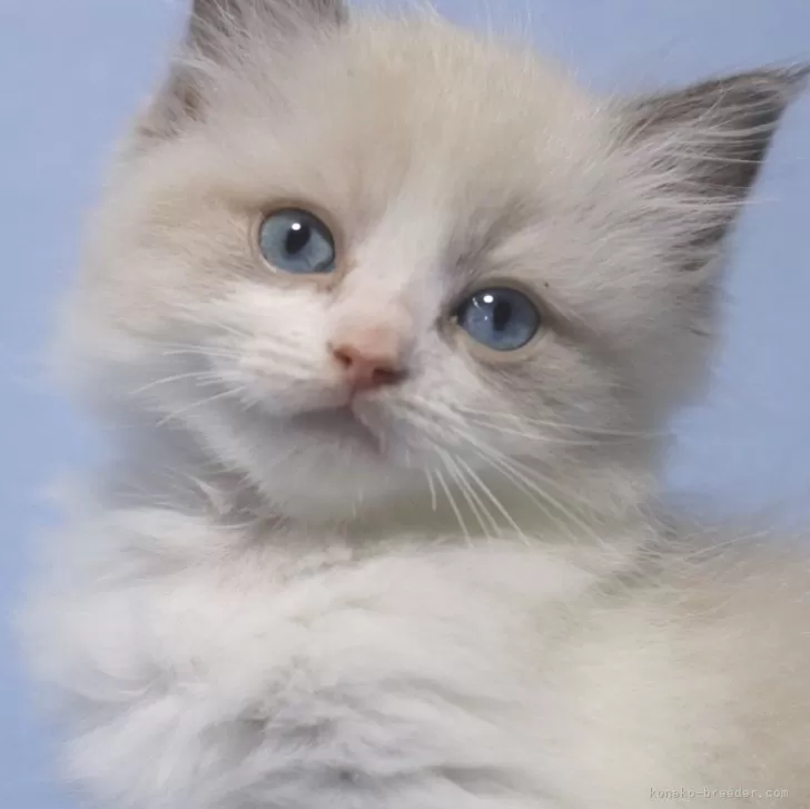 ID：2409-02881の子猫