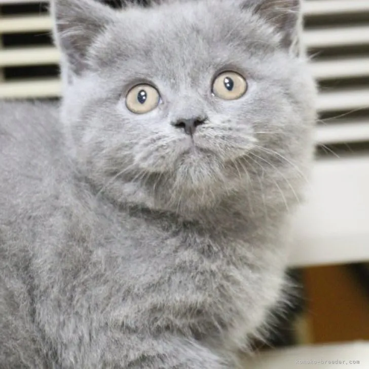 ID:2306-00223の子猫