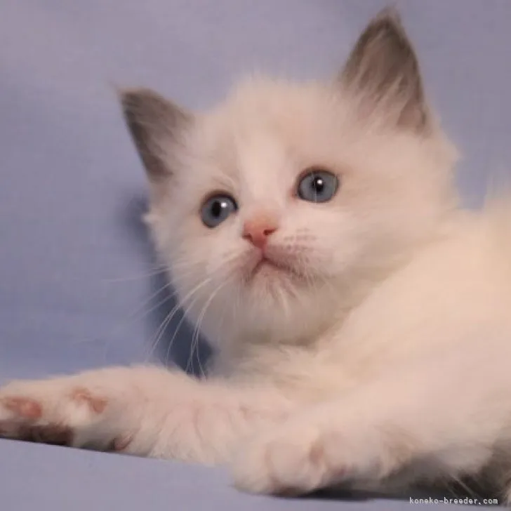 ID:2303-02429の子猫