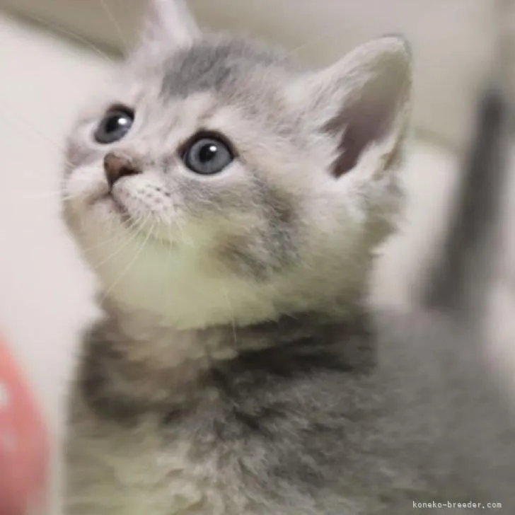 きょん 様のお迎えした子猫