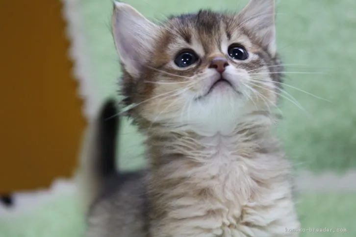 ID：1610-00639の子猫