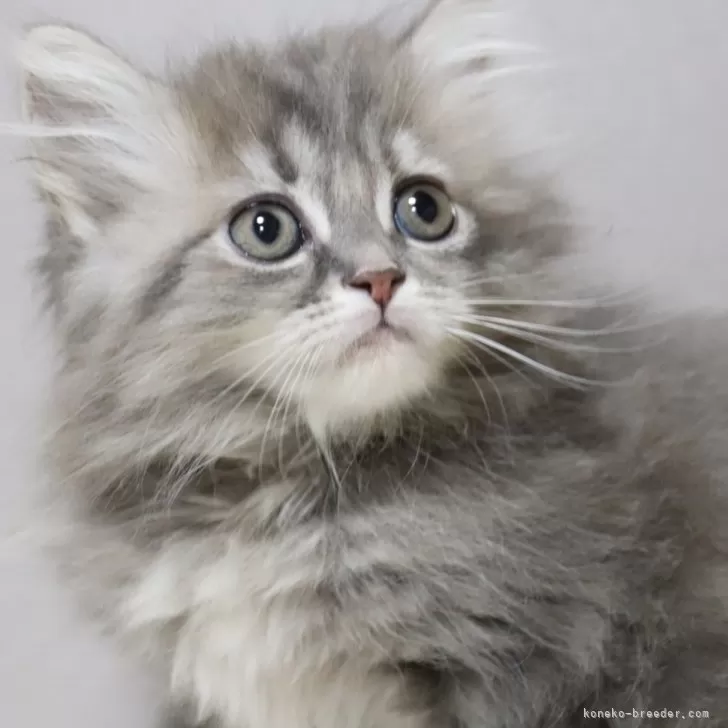 ID：2403-00284の子猫