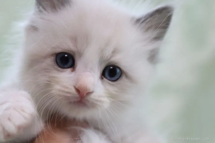 ルル 様のお迎えした子猫