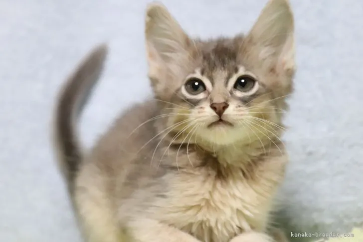 ID:2112-02240の子猫