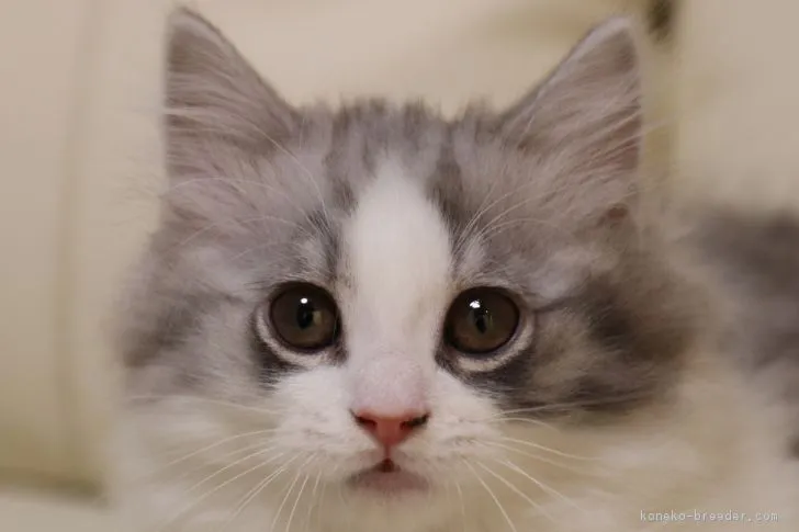 ID：1711-00345の子猫