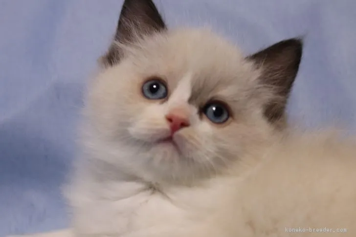 ID：1811-01483の子猫