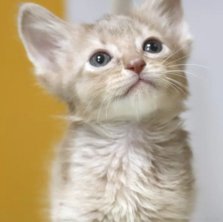 ID：2410-02256の子猫