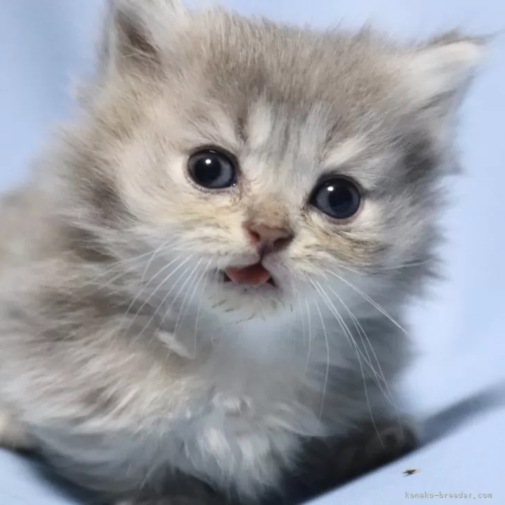 ID:2410-00945の子猫