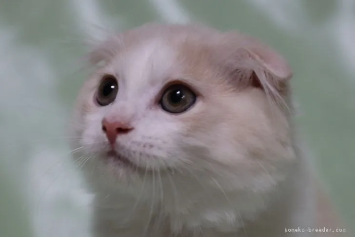 ID：1707-00564の子猫