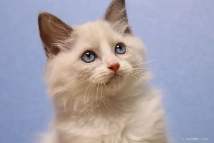 A.O 様のお迎えした子猫