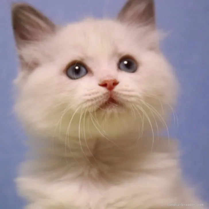 ID：2306-02684の子猫