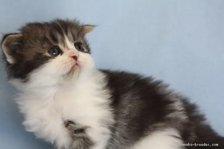 ID：1612-00781の子猫