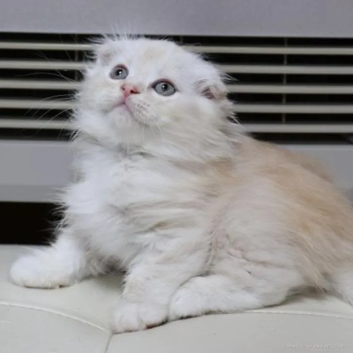 S.Ｉ 様のお迎えした子猫