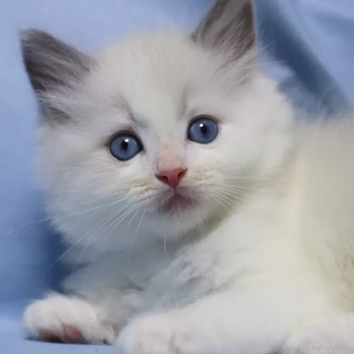 ID:2409-01883の子猫