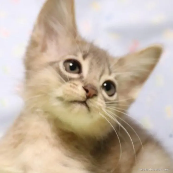 ゆこは 様のお迎えした子猫
