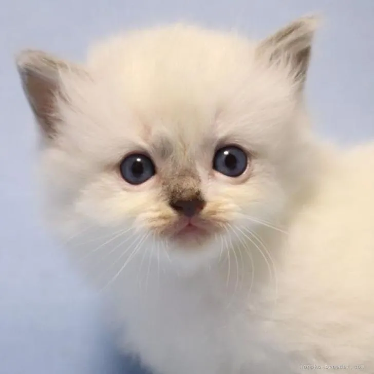 H 様のお迎えした子猫