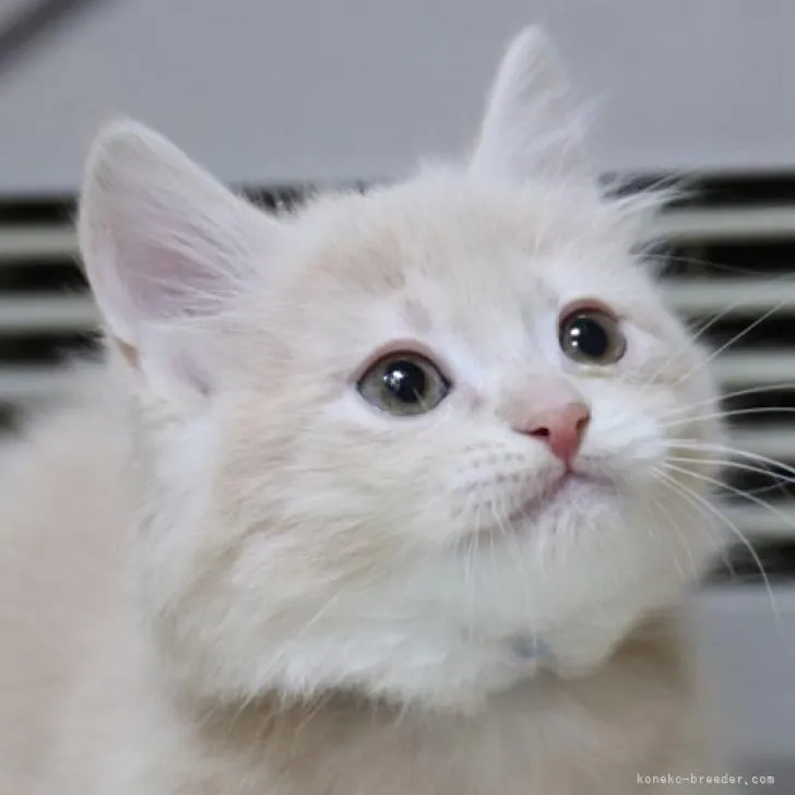 ID：2206-02962の子猫