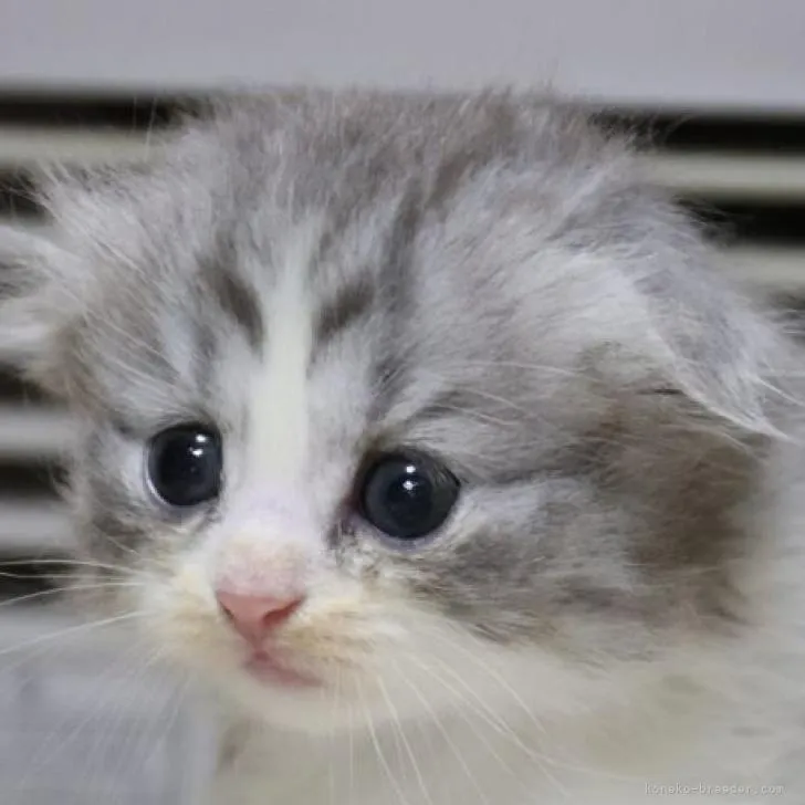ミルミル 様のお迎えした子猫
