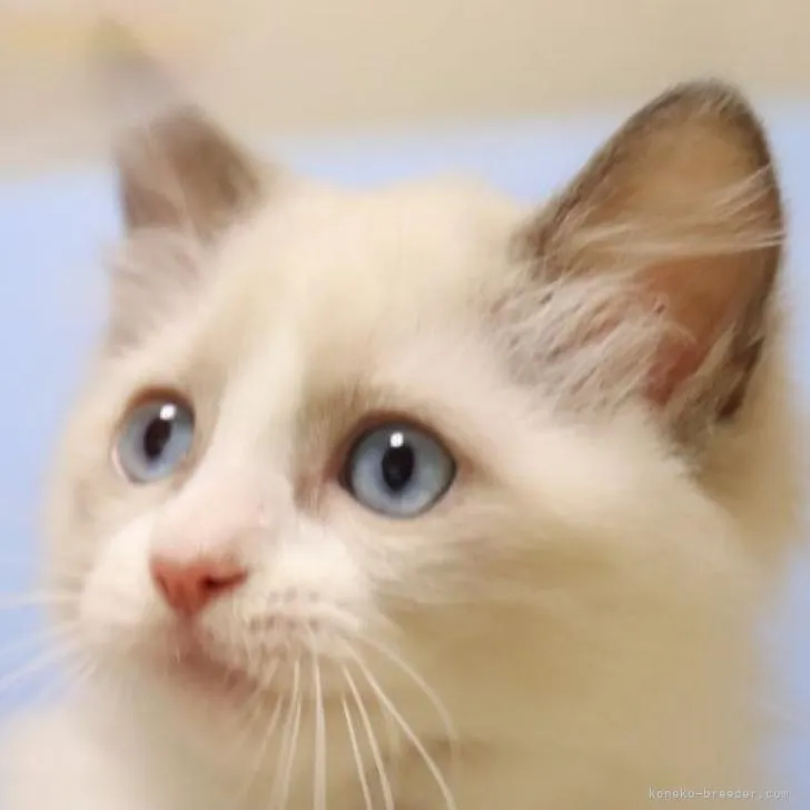 ID:2208-00703の子猫