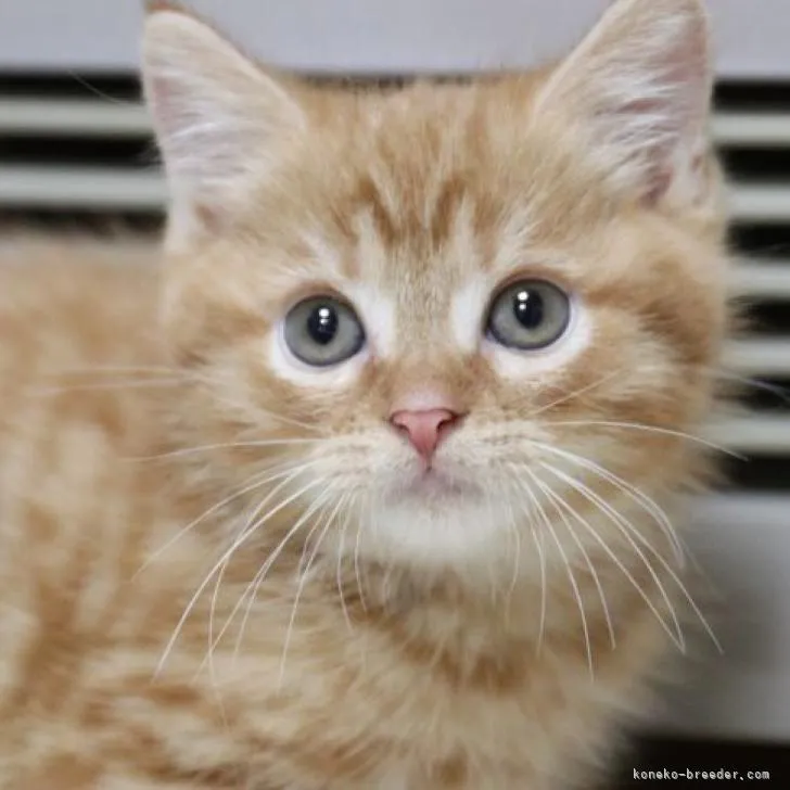 かよ 様のお迎えした子猫