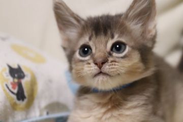 ソマリ【長野県・男の子・2019年2月6日・ブルー（長毛）】の写真「クリっとした大きな瞳を持つ元気な男の子。」