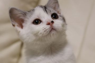 スコティッシュフォールド(立ち耳)【長野県・女の子・2018年11月24日・ブラウンタビー&ホワイト（フワフワ短毛）】の写真「まん丸お顔のポッチャリな可愛い女の子」