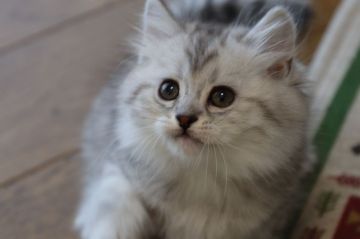 スコティッシュフォールド(立ち耳)【長野県・男の子・2017年10月6日・ブルータビー（セミロング）】の写真「好奇心旺盛なブルータビーの男の子」