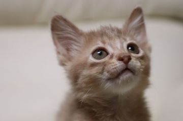 ソマリ【長野県・女の子・2019年2月6日・フォーン（長毛）】の写真「愛嬌たっぷりな可愛い女の子」