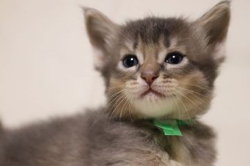 ソマリ【長野県・男の子・2018年7月7日・ブルー（長毛）】の写真「甘えん坊な7/7七夕生れの彦星君。緑」