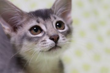 ソマリ【長野県・女の子・2019年6月14日・ブルー（長毛）】の写真「元気な女の子。」