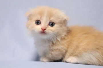 マンチカン(短足)【長野県・男の子・2021年7月23日・クリームタビー&ホワイト（セミロング）】の写真「綺麗なクリーム色の短足男の子です。」