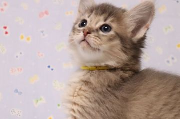 ソマリ【長野県・女の子・2019年10月29日・ブルー（長毛）】の写真「可愛い女の子。」