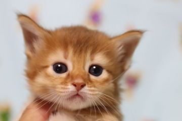 ソマリ【長野県・女の子・2019年10月29日・レッド（長毛）】の写真「可愛いレッド色の女の子。」