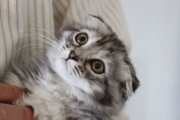 マンチカン(短足)【長野県・女の子・2018年1月15日・シルバーパッチドタビー（短毛フワフワ）】の写真「垂れ耳の短足美人さん」