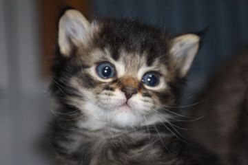 マンチカン【長野県・男の子・2016年9月17日・ブラックスモーク&ホワイト（短毛）】の写真「いちばん大きな目をした足長君　」