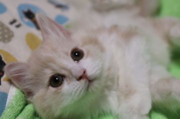 スコティッシュフォールド(立ち耳)【長野県・男の子・2018年3月14日・クリームタビー&ホワイト（セミロング）】の写真「綺麗な柄を持つ元気な男の子　」