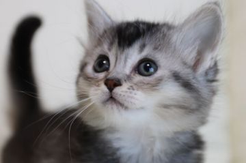 マンチカン【長野県・女の子・2017年10月18日・ソマリブルー】の写真「黒目のソマリブルー色、足長」