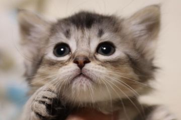 マンチカン(短足)【長野県・女の子・2018年3月3日・ブラウンタビー&ホワイト】の写真「小柄で可愛い女の子　短足　ひな祭り生まれ」