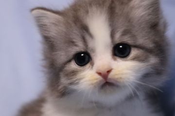 スコティッシュフォールド(立ち耳)【長野県・女の子・2018年3月14日・ブルータビー&ホワイトバン（セミロング）】の写真「ホワイトデー生れの甘えん坊で可愛いお顔の美人さん」