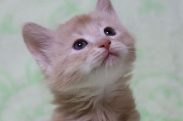 マンチカン(長足)【長野県・男の子・2018年3月3日・ソマリフォーン】の写真「綺麗なクリーム色、男の子、長足」