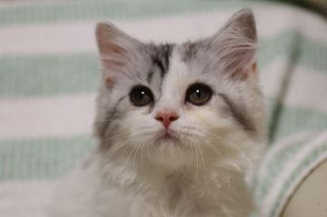 スコティッシュフォールド(立ち耳)【長野県・女の子・2019年5月18日・シルバータビー&ホワイト（フワフワ）】の写真「クリクリお目目のお嬢様」