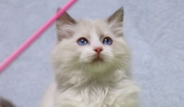 ラグドール【長野県・男の子・2021年10月17日・ブルーポイントバイカラー（長毛）】の写真「毛量タップリな可愛いまん丸男の子」