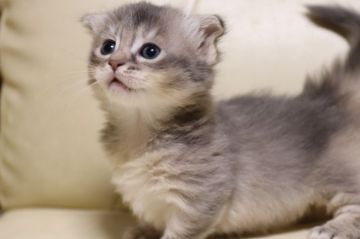 マンチカン【長野県・女の子・2017年6月5日・ソマリブルー（長毛）】の写真「長毛、綺麗なブルー色、短足」