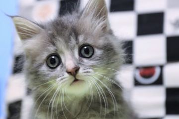 マンチカン【長野県・女の子・2021年5月21日・ブルータビー&クリーム（セミロング）】の写真「可愛いブルー短足の女の子」