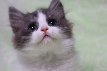 スコティッシュフォールド(立ち耳)【長野県・女の子・2019年3月25日・シルバーバッカレタビー&ホワイト（フワフワ長毛）】の写真「八割れの可愛い女の子」