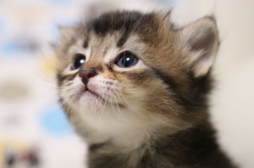 マンチカン(長足)【長野県・女の子・2018年1月15日・ブラウンマーブルドタビー（短毛フワフワ）】の写真「まん丸お顔の可愛い足長女の子」