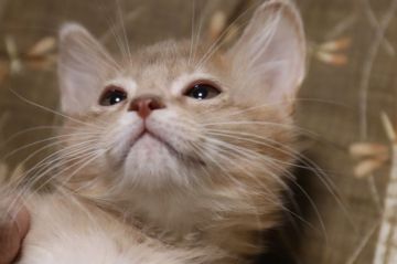 ソマリ【長野県・男の子・2018年11月11日・フォーン（セミロング）】の写真「両親ブルーから甘えん坊な男の子」